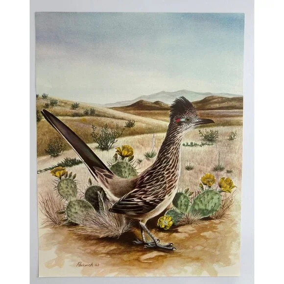 Roadrunner Art Print Radovich 1962 Framed 8x10 Desert Landscape Cactus Flowers - Picture 3 of 7